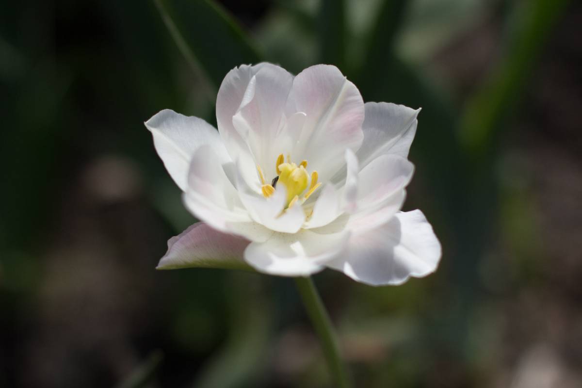 Image of an apple blossom flower